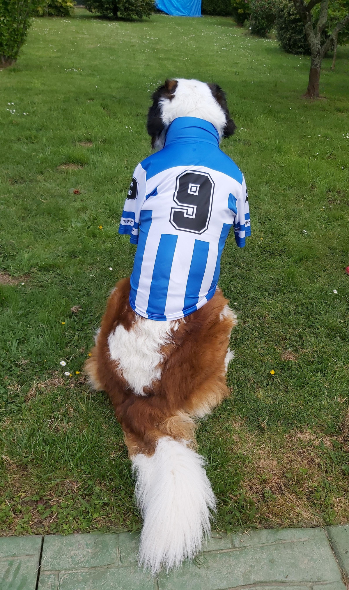 Perro camiseta depor