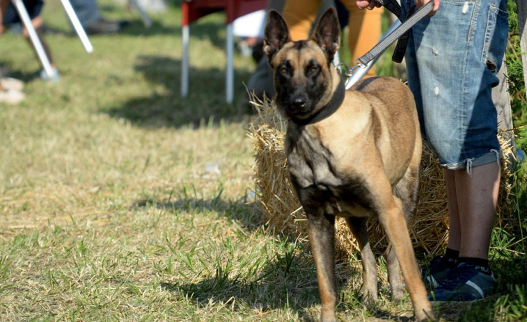 O Festival de Mascotas inicia Equiocio premiando o aspecto emocional