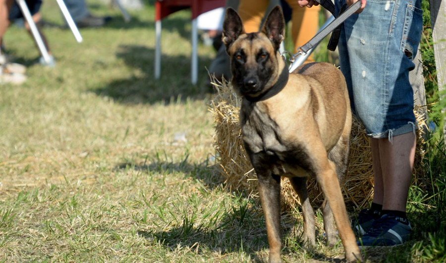 O Festival de Mascotas inicia Equiocio premiando o aspecto emocional